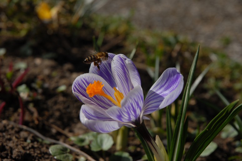 Krokus - Crocus