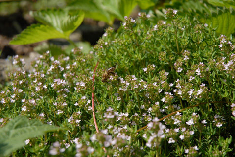Thymian - Thymus vulgaris