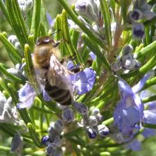 Rosmarin - Rosmarinus officinalis