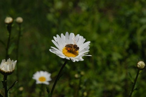 Margerite - Leucanthemum vulgare