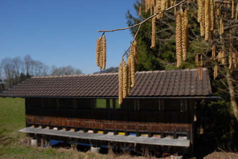 Haselnuss - Corylus avellana