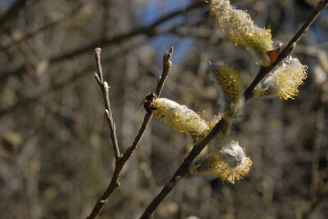 Salweide - Palmweide - Salix caprea