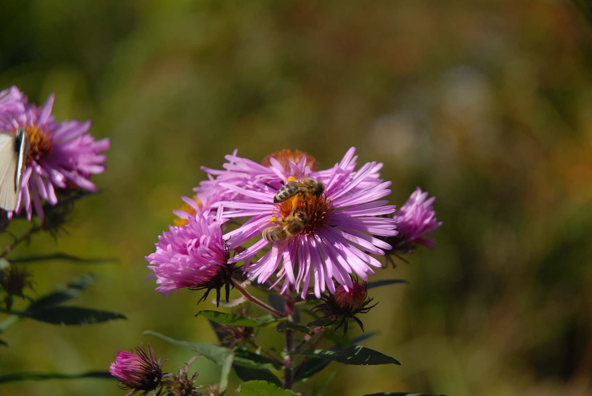 Raublatt-Aster - Aster - Aster novae-angliae