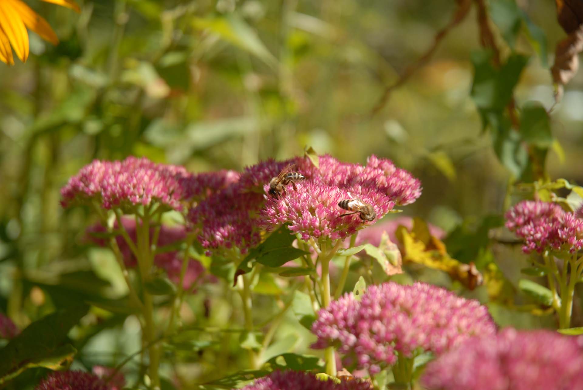 Prächtige Fetthenne - Sedum spectabile