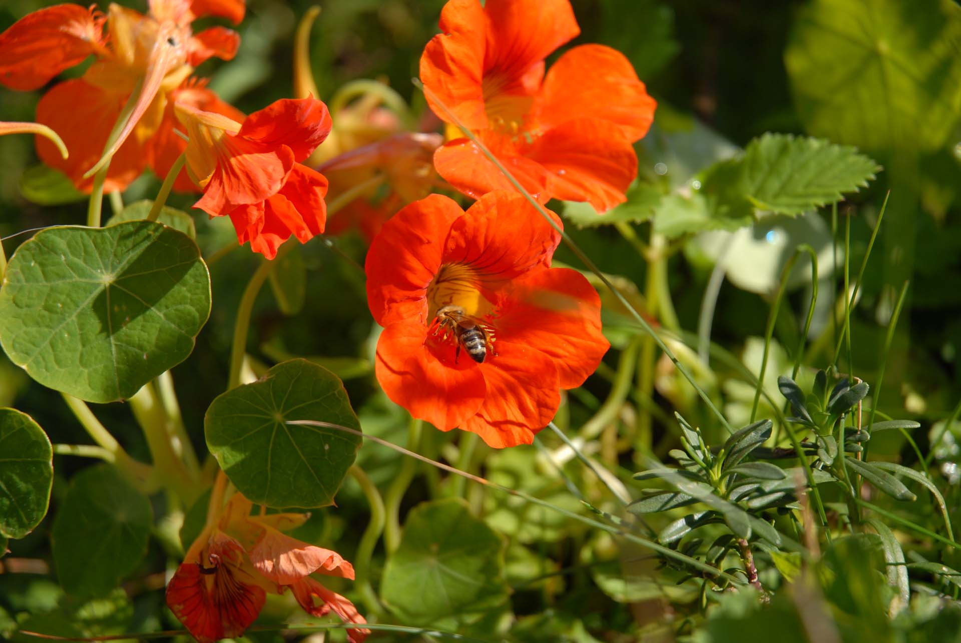 Kapuzinerkresse - Tropaeolum majus