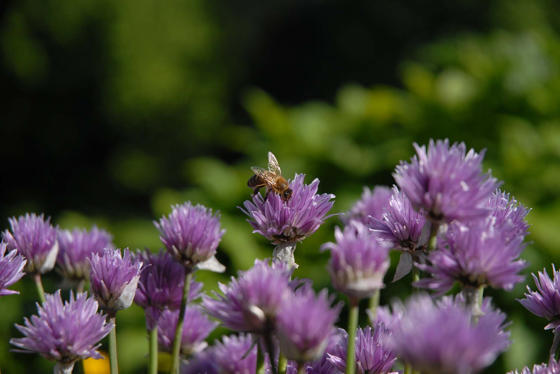 Schnittlauch - Allium schoenoprasum