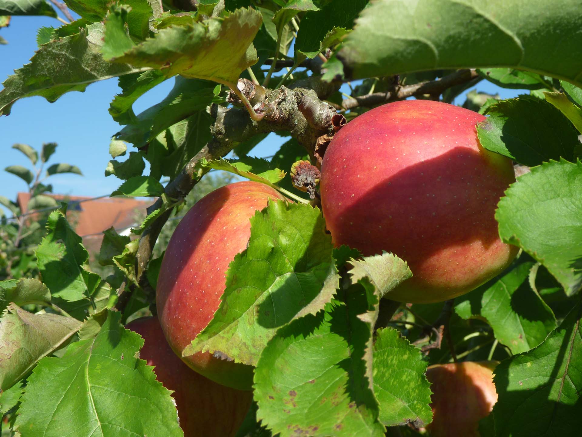 Apfel - Malus domestica - Apfelbaum - Bienen - Bienenbaum - Bienengarten