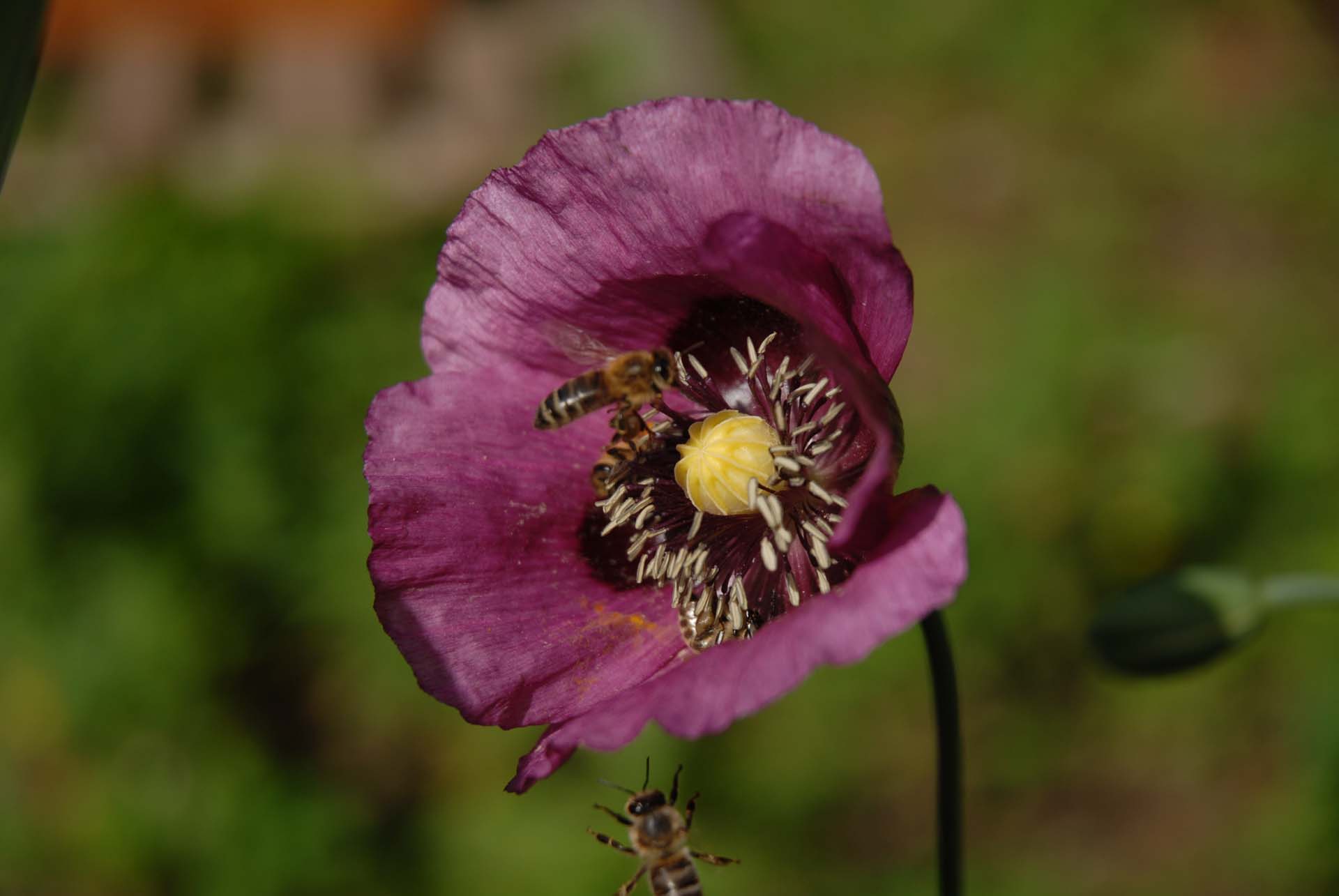 Klatsch-Mohn - Papaver Rhoeas