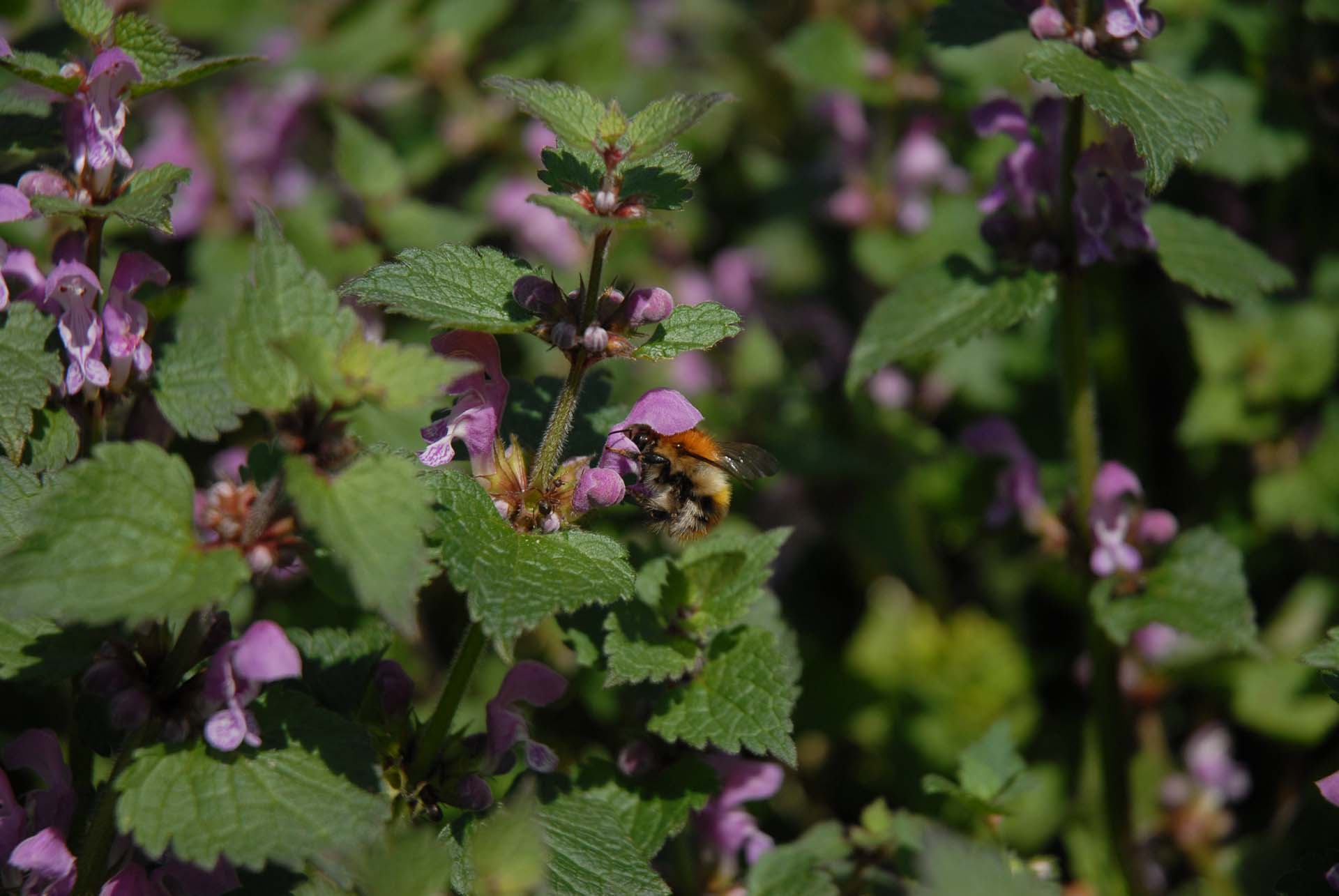 Purpurrote Taubnessel - Lamium purpureum