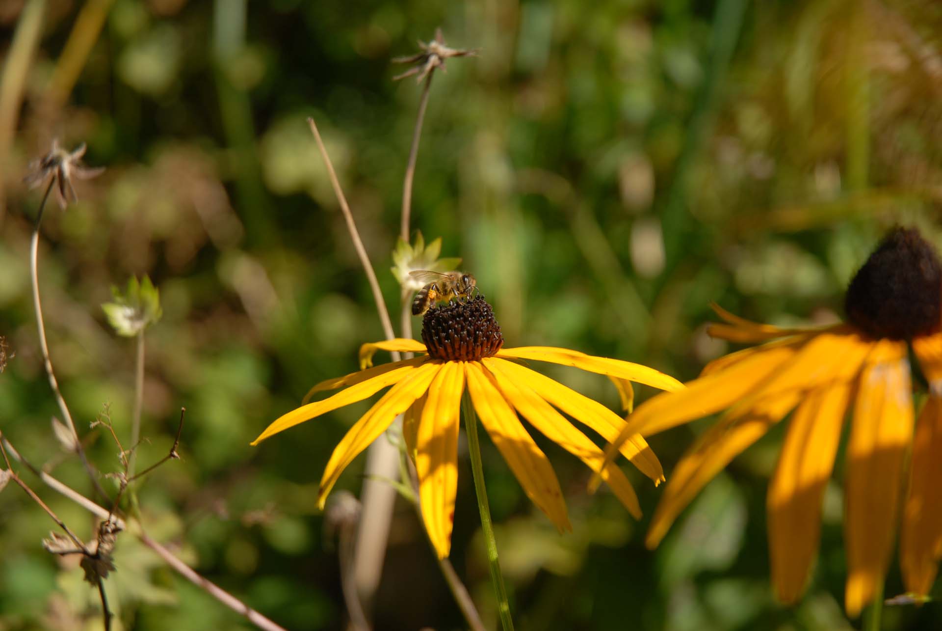 Prächtiger Sonnenhut - Rudbeckia fulgida