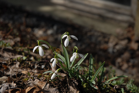 Schneeglöckchen - Galanthus