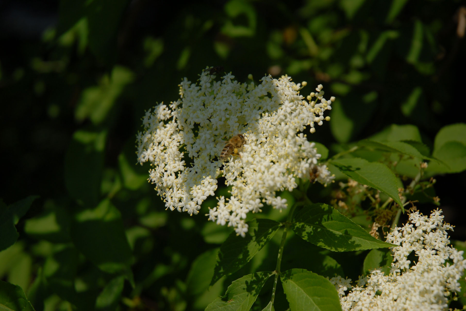 Schwarzer Holunder - Sambucus nigra - Bienen - Bienengarten - Bienennahrung