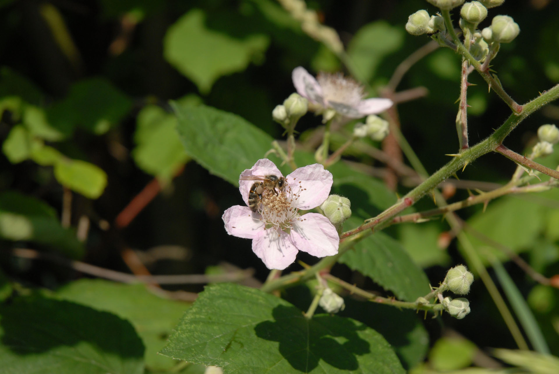 Bienengarten - Biene auf einer Brombeerblüte - Brombeere - Rubus fruticosus