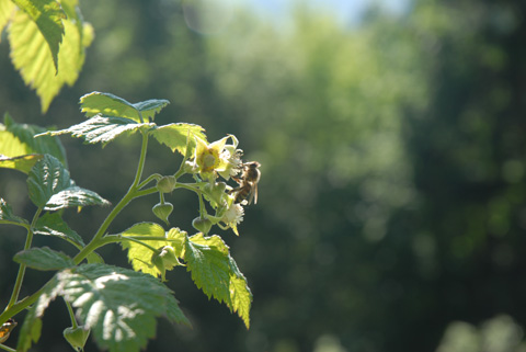Himbeere - Rubus Idaeus - Bienen - Bienengarten - Bienenbeeren - Bienennahrung