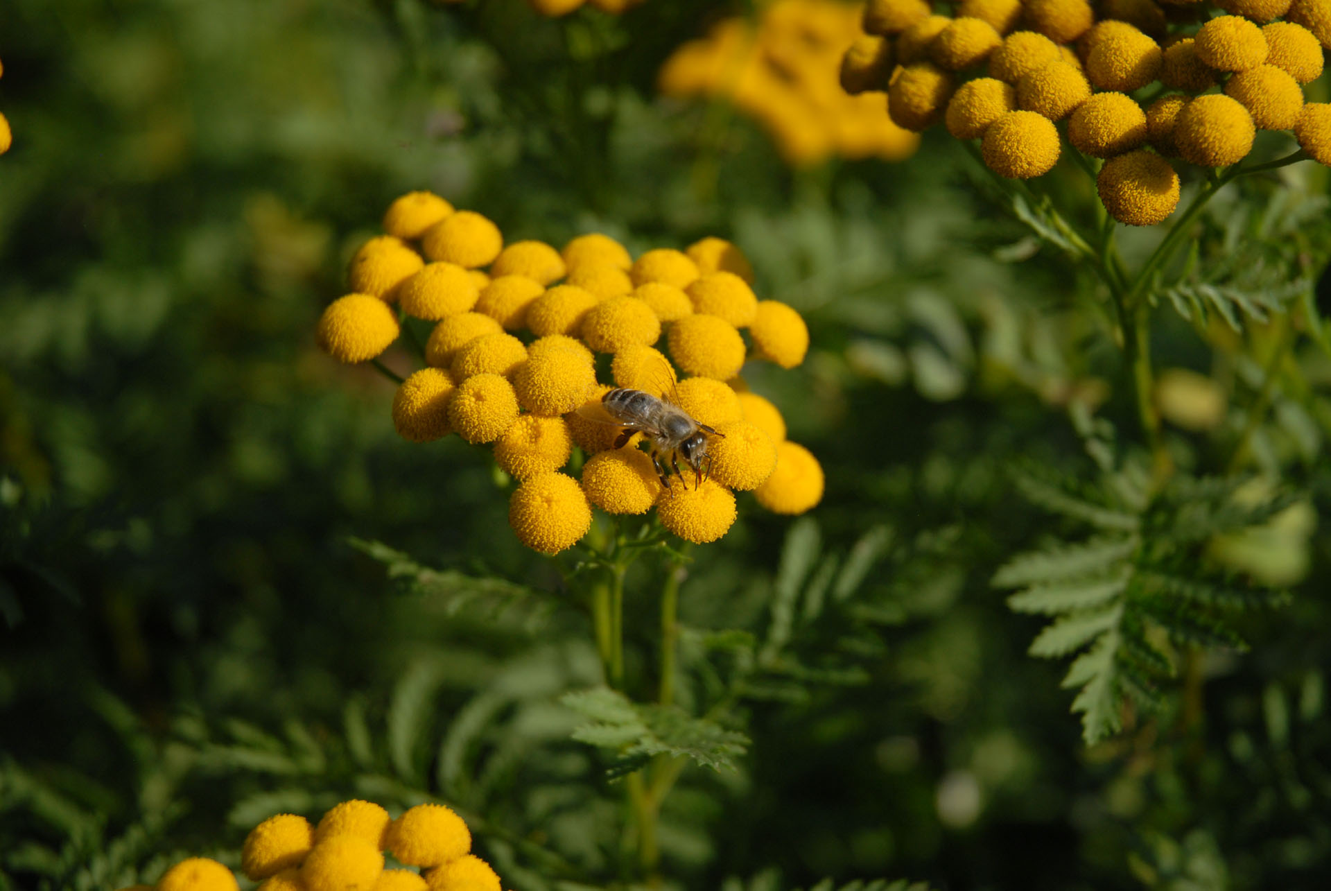 Bienengarten - Bienen - Bienenpflanzen - Blüten - Rainfarn - Tanacetum vulgare