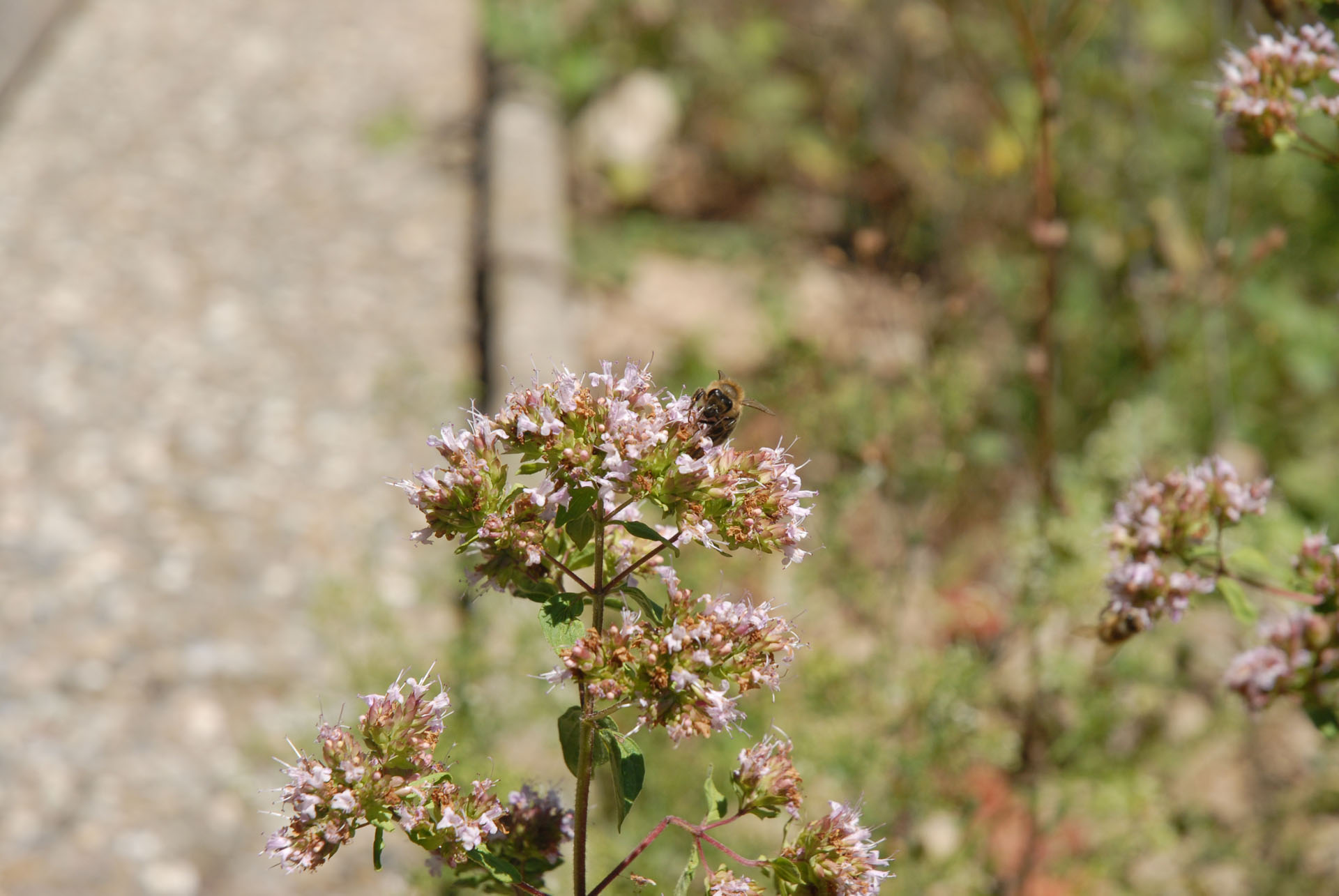 Bienengarten - Bienennahrung - Bienenpflanzen - Echter Dost - Origanum Vulgare