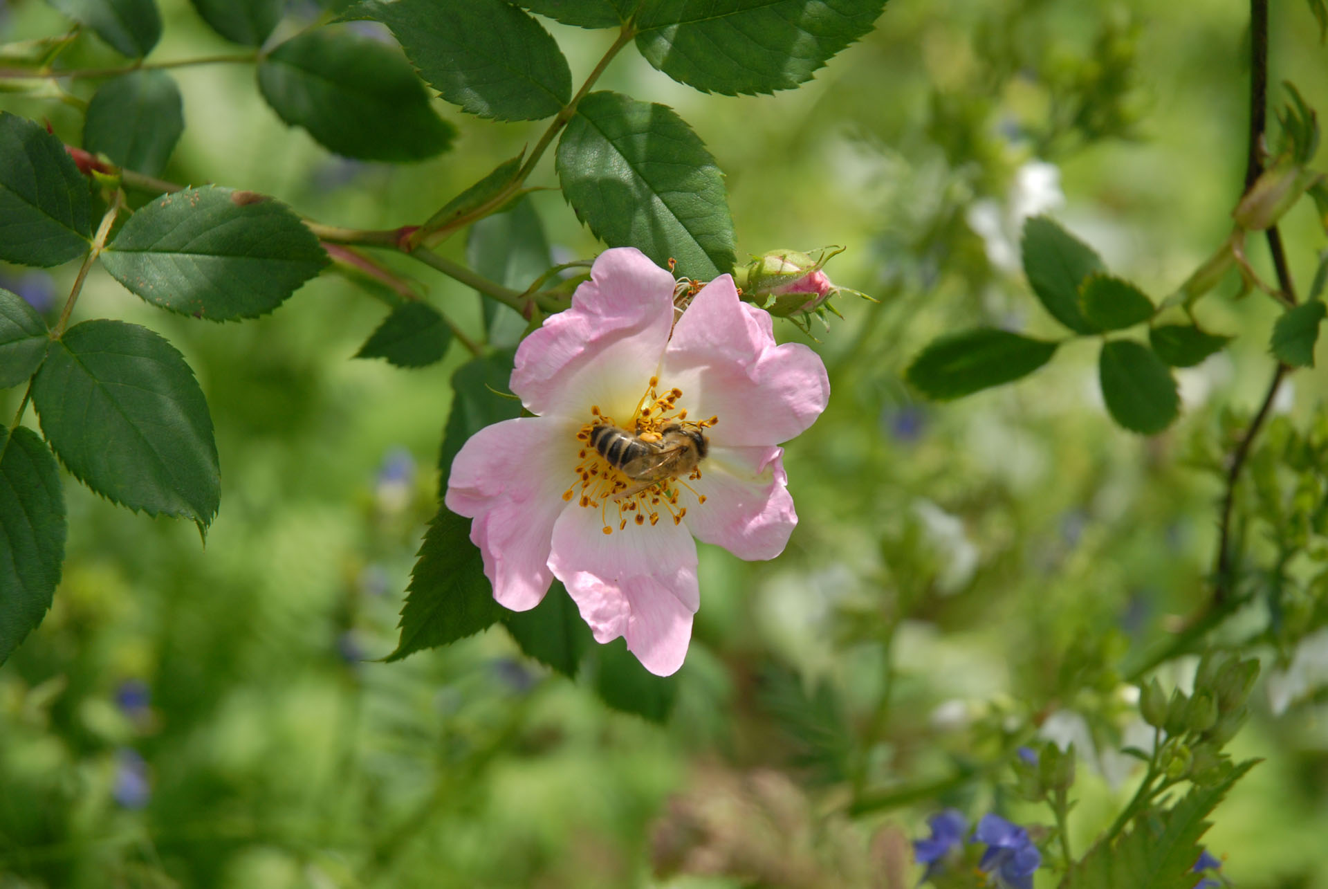 Heckenrose Hundsrose Hecken-Rose Hunds-Rose - Rosa Canina - Bienen - Bienenblume - Bienengarten