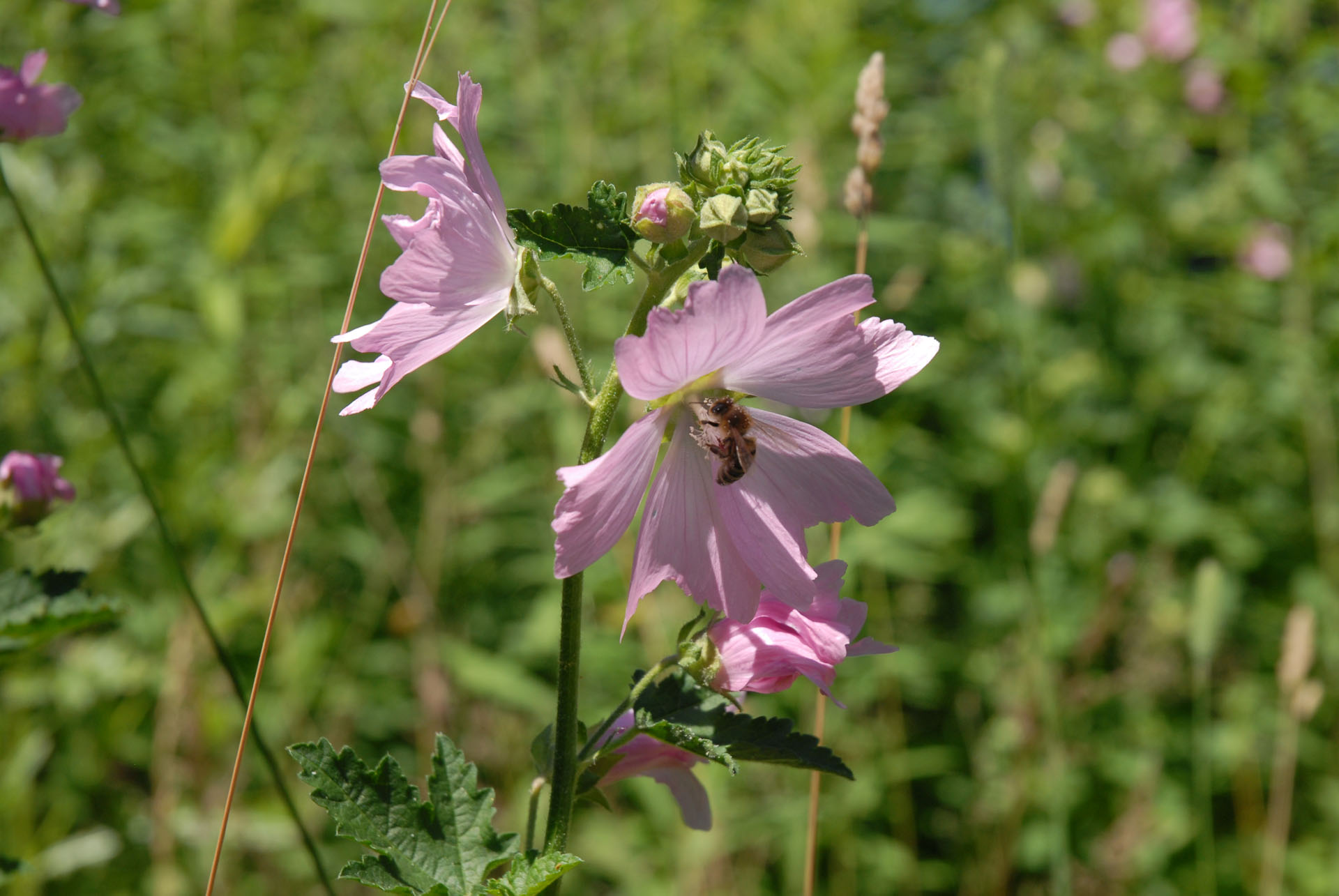 Bienengarten - Bienenblüte - Biene auf einer wilden Malve - Rosspappel - Malva Sylvestris