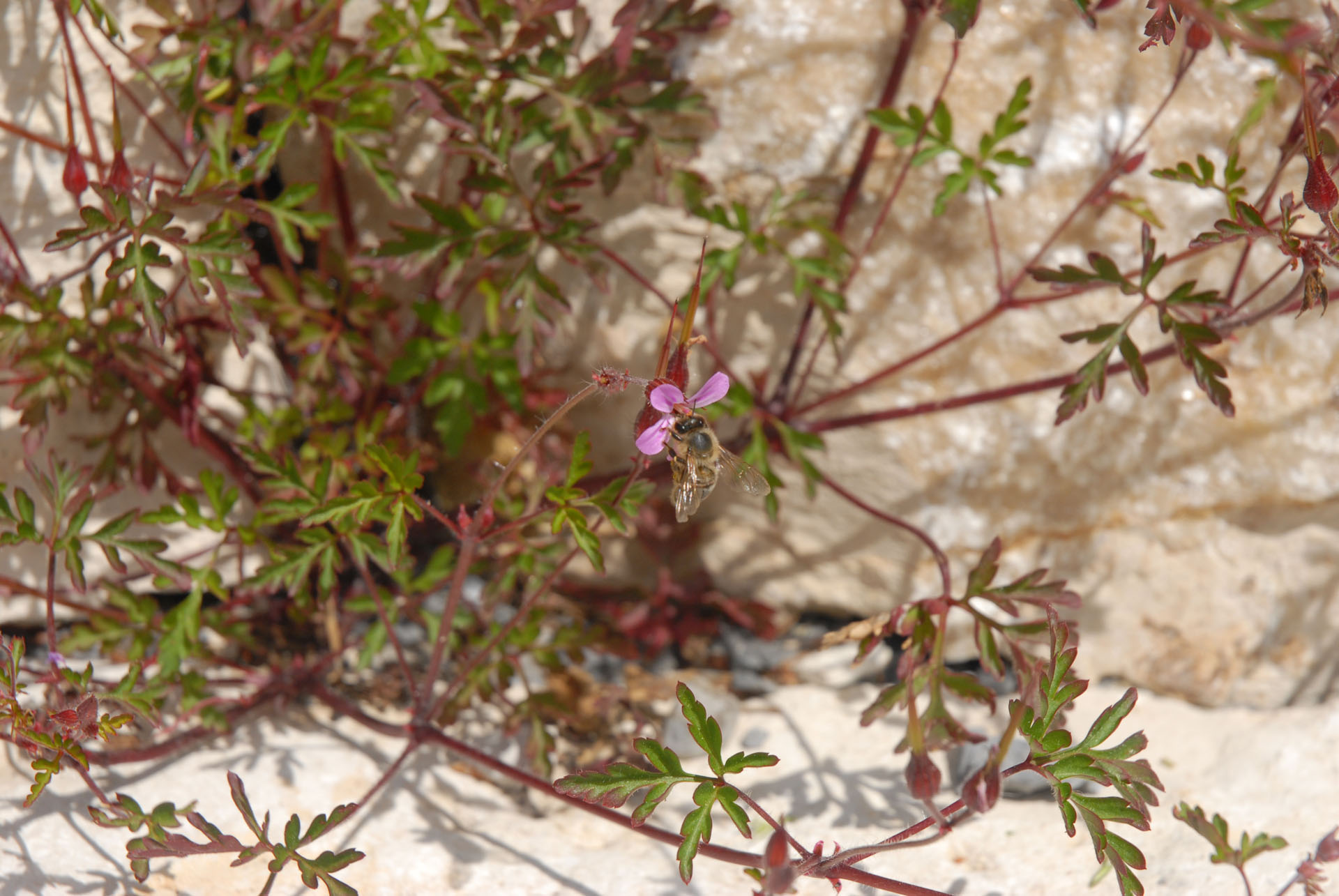 Bienengarten - Bienenpflanze - Bienennahrung - Stinkender Storchschnabel - Rupprechtskraut - Geranium Robertianum