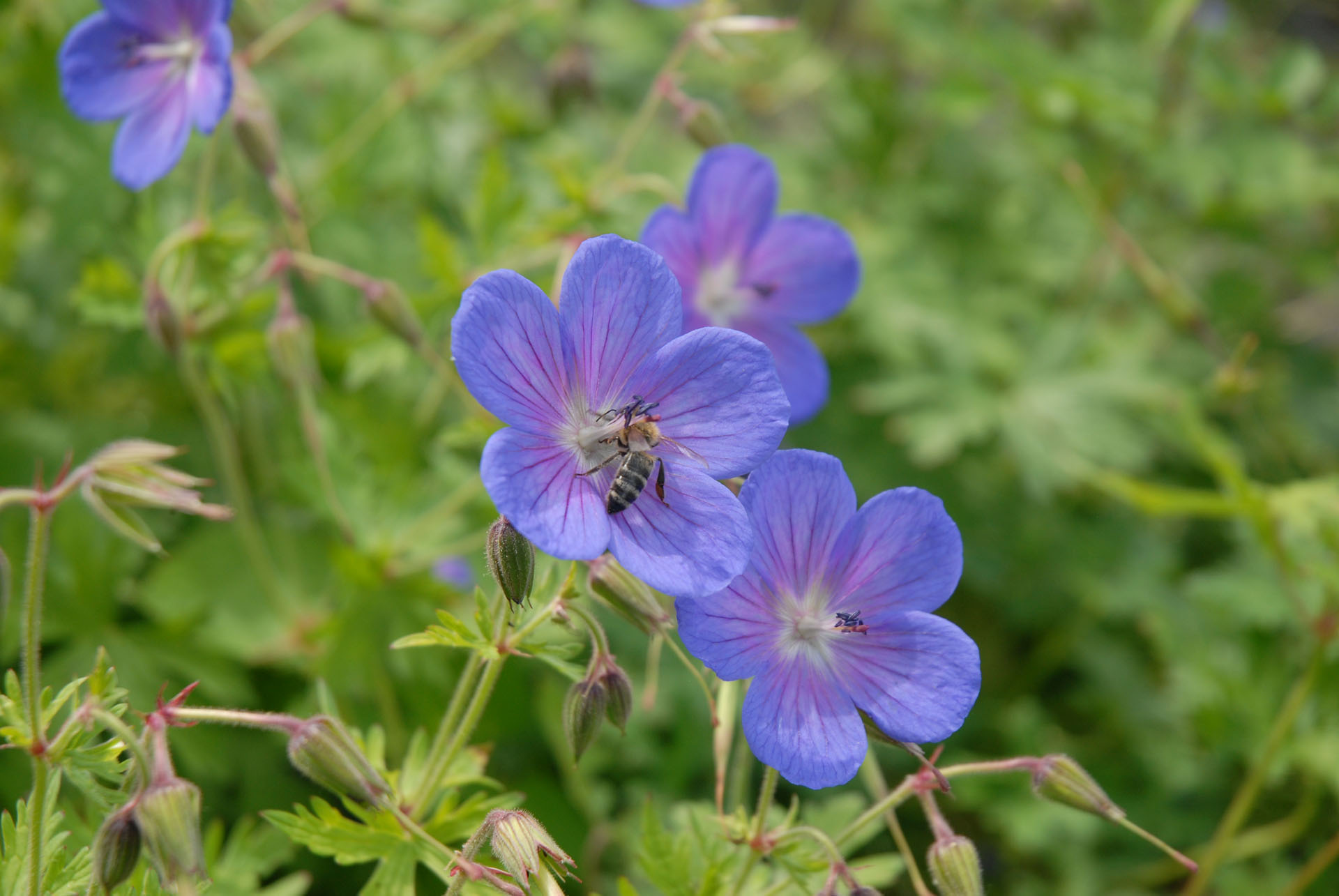 Wiesen-Storchschnabel - Geranium Pratense - Bienen - Bienengarten - Bienenblume