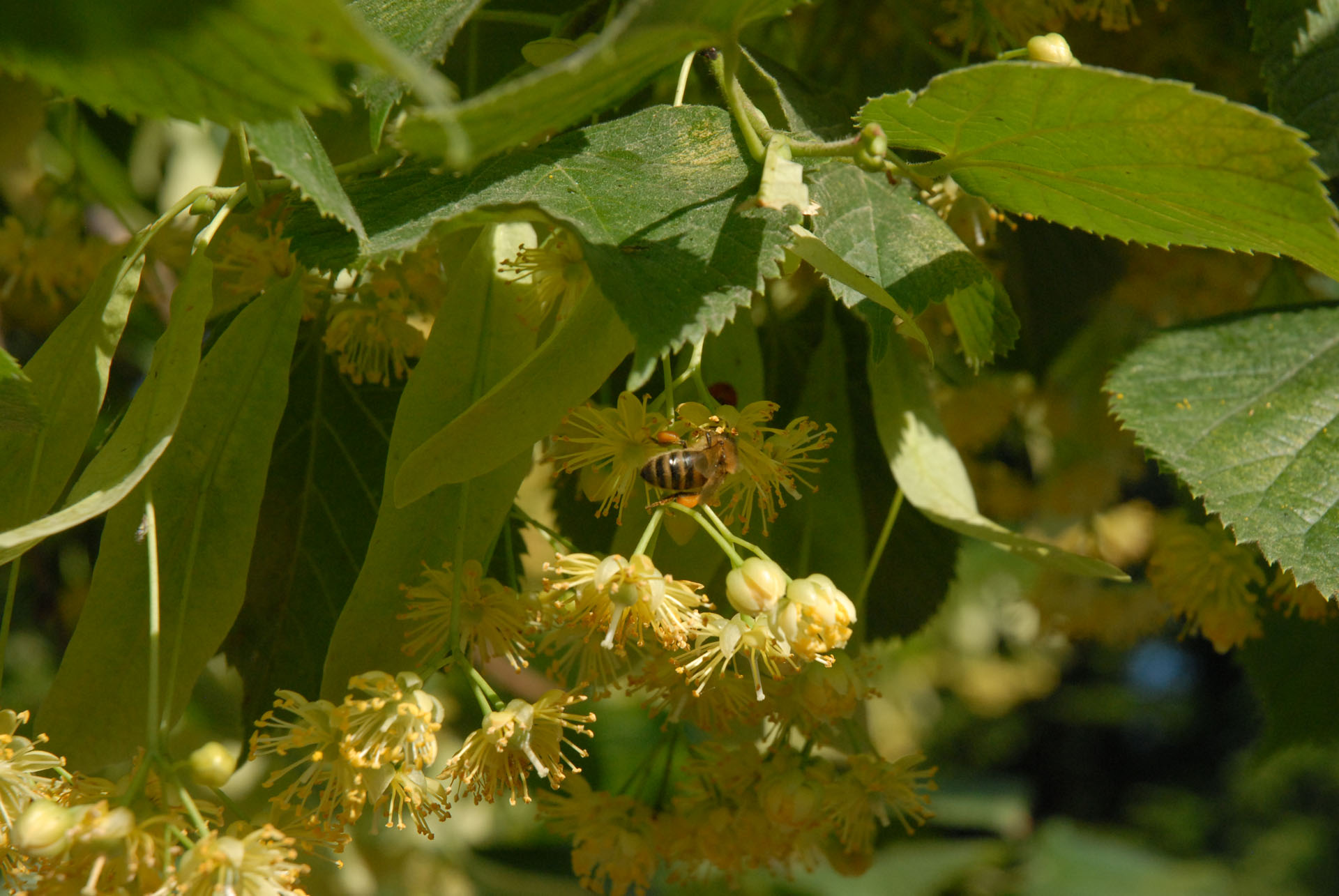 Bienengarten - Bienenpflanzen - Bienennahrung - Bienenbaum - Sommer-Linde - Tilia Platyphyllos
