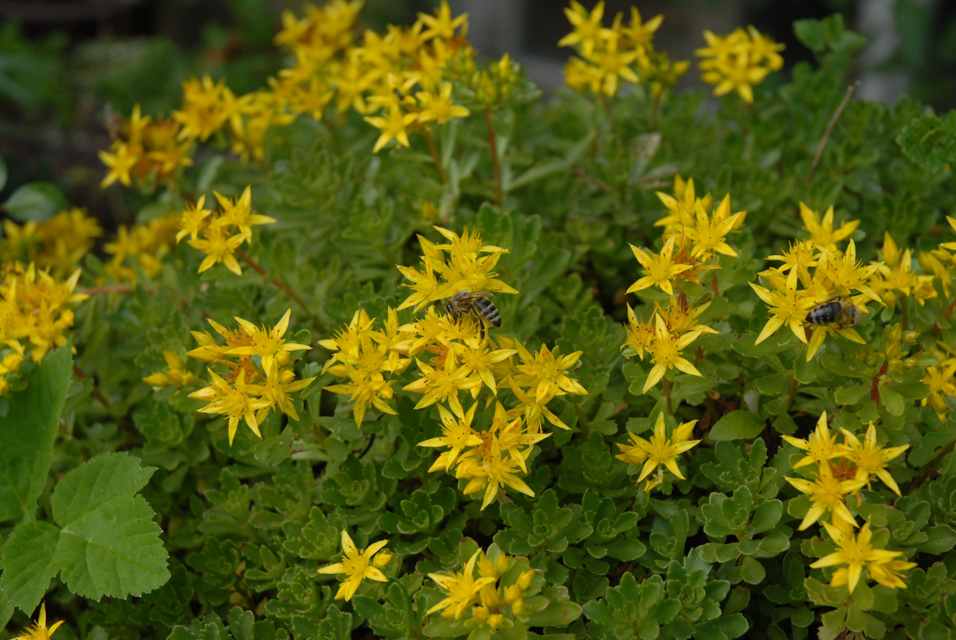 Bienengarten - Bienenpflanzen - Bienennahrung - Sibirische Fetthenne - Sedum Kamtschaticum
