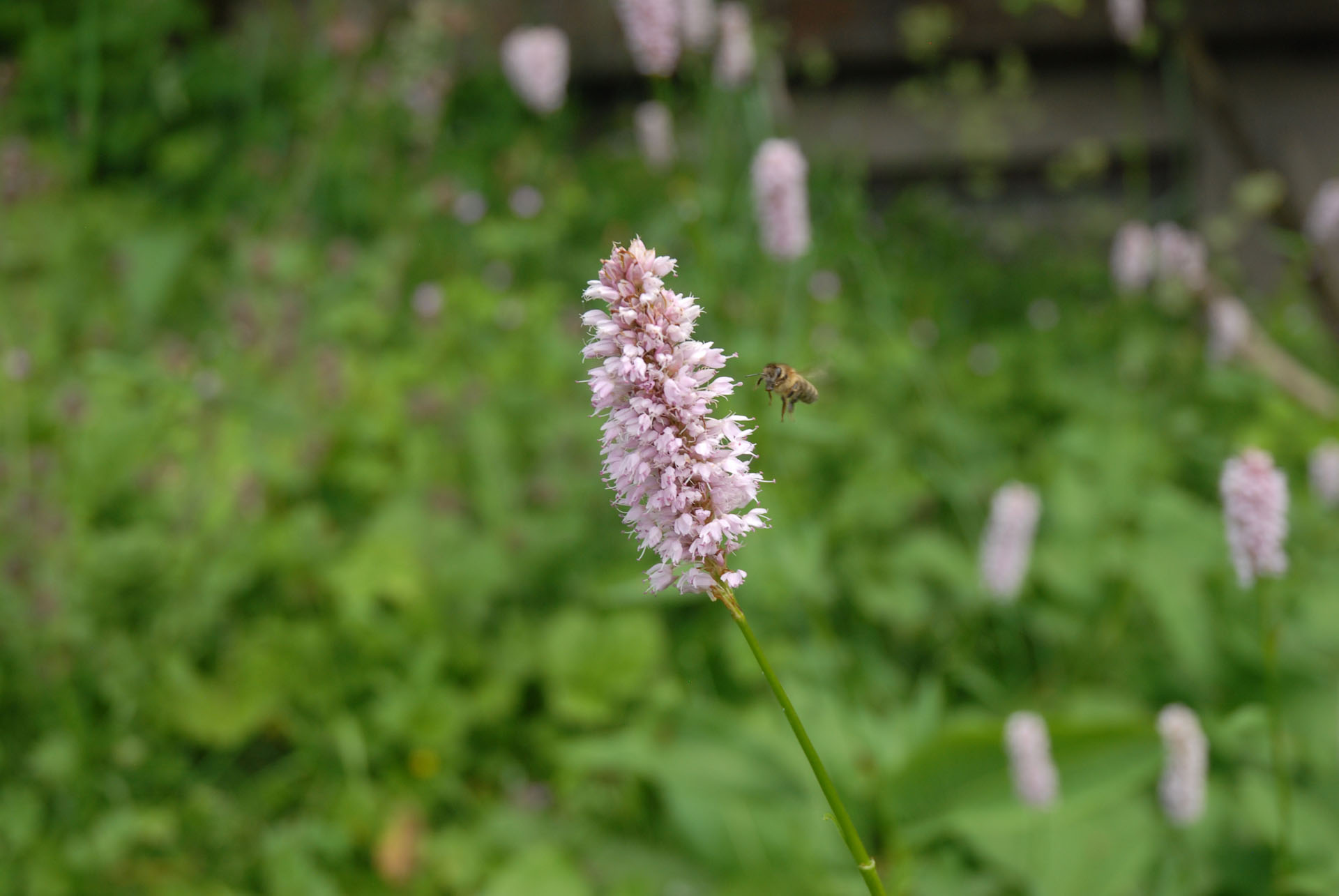 Bienengarten - Bienenpflanzen - Bienennahrung - Schlangenknöterich - Wiesenknöterich