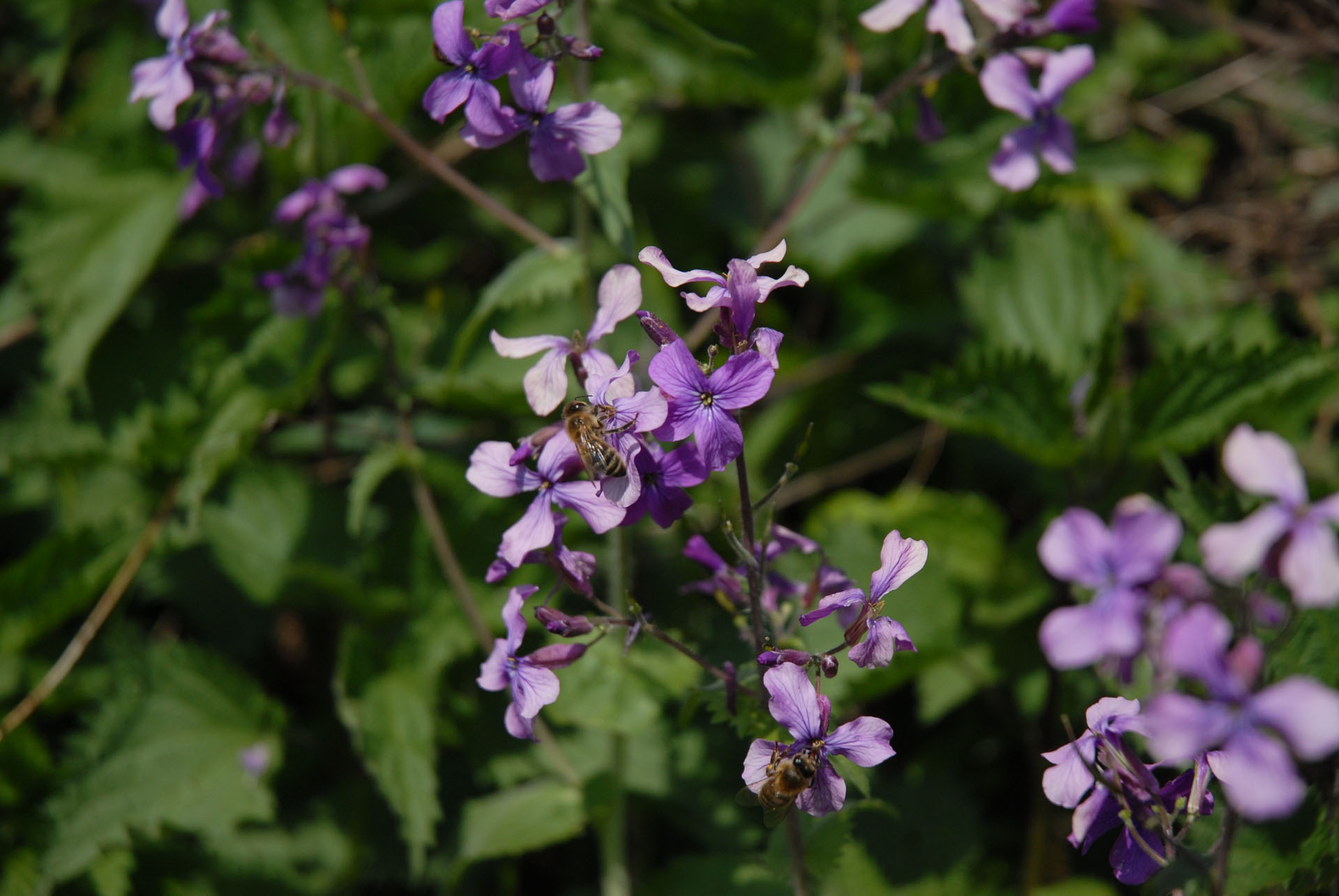 Bienengarten - Mondviole - Silberblatt - Lunaria Annua - Bienen - Bienennahrung
