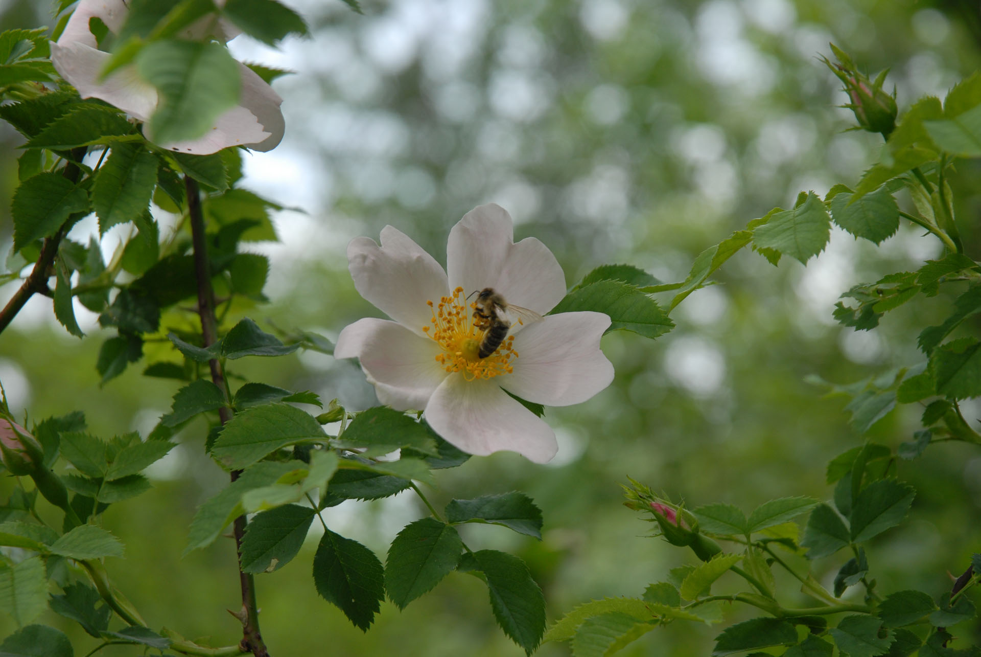 Bienengarten - Bienennahrung - Biene auf einer Bibernellrose - Rosa Pimpinellifolia